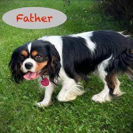 Trico - Cavalier King Charles Spaniel