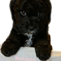 Australian Labradoodle Puppies from Cajun Land Doodles