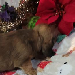 Dachshund Puppies from CLARK'S BREEDING PROGRAM