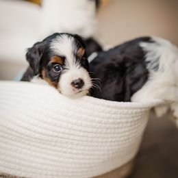 Bernedoodle Puppies from Cookie's Cuties