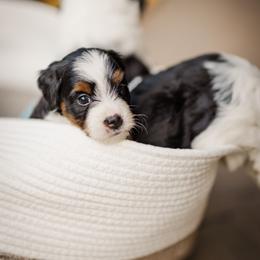 Bernedoodle Puppies from Cookie's Cuties