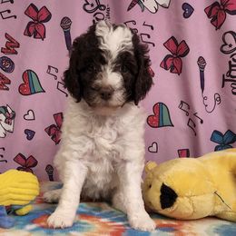 Poodles from Lilobies Poodles