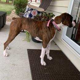 Boxers from Wilson Family Boxers