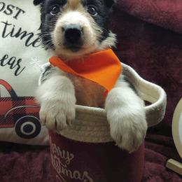 Border Collie Puppies from Stag Valley Homestead