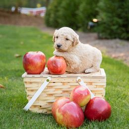 Goldendoodle Puppies from Ellie's Goldendoodles