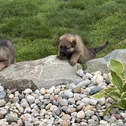 German Shepherd Puppies from Slippery Slope Shepherds