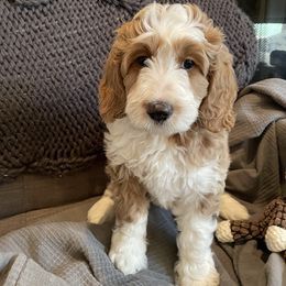 Taffy - Bernedoodle puppy in Kansas City, Missouri from Kansas City Doodles