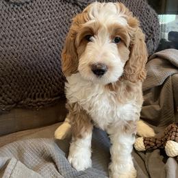 Taffy - Bernedoodle puppy in Kansas City, Missouri from Kansas City Doodles