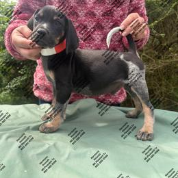 Whiskey - Blue ticked and tan male Bluetick Coonhound puppy in Mount Pleasant, Texas from Harmons Hounds