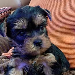 Milles - Blue and gold male Yorkshire Terrier puppy in Potomac, Maryland from Fabiana's Yorkshire Terriers