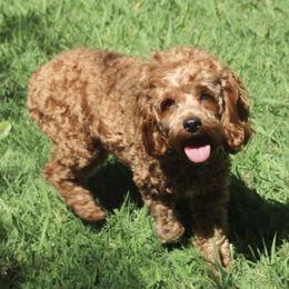 Poppy - Cockapoo