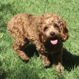Poppy - Cockapoo
