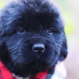Sumac - Black Newfoundland puppy in Madison, Wisconsin from Riddle Family Newfoundland
