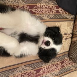 Barefoot - Black Border Collie puppy in Olney, Illinois from Heronwood Border Collies