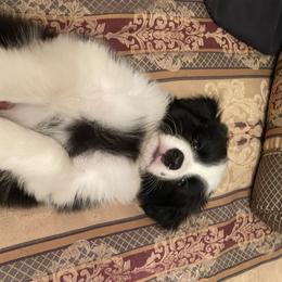 Barefoot - Black Border Collie puppy in Olney, Illinois from Heronwood Border Collies
