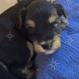 Peter - Black and tan male Yorkipoo puppy in San Diego, California from TheSocialk9