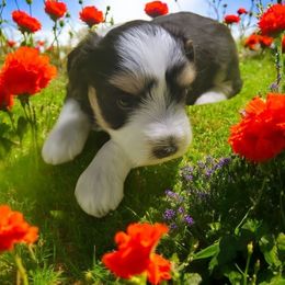 Polly - Parti female Miniature Schnauzer puppy in Lexington, North Carolina from Schnauzer Snobs
