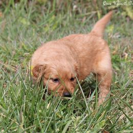 Polly's Yellow Girl - Dark golden female Golden Retriever puppy in Idaho Falls, Idaho from Once Upon A Dream Kennels