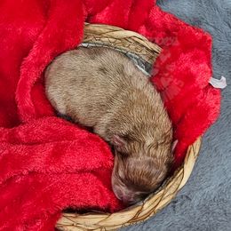 Pepper's Rollercoaster - Chocolate merle male Pomeranian puppy in Plant City, Florida from Pepper's Pomeranians