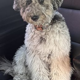 Savannah - Labradoodle