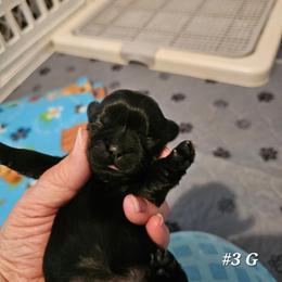 3rd born girl - Black female Shih Tzu puppy in Havelock, North Carolina from Sugar Paws Heavenly Shih Tzu’s