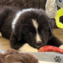 Amos - White and black male Newfoundland puppy in Goodhue, Minnesota from Claypits Newfoundlands