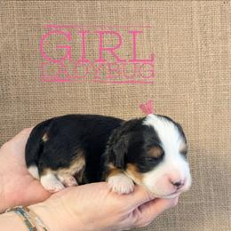 Ladybug - Tri-color female Bernedoodle puppy in Cambridge, Minnesota from Country Meadow Doodles