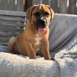 Sky - Stunning Fawn Female - Fawn female Boerboel puppy in Mansfield, Texas from Dynasty Blue Ridge Boerboel