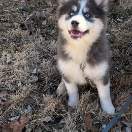 Anna - Blue female Pomsky puppy in Henderson, Kentucky from Paris Pomskies