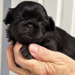 Melody - Black female Shih Tzu puppy in Tallahassee, Florida from Bows and Bow Ties