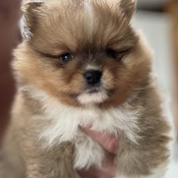Red Teddy - Red sable male Pomeranian puppy in Colton, Oregon from Shelli’s Pampered Poms