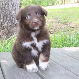 Astro - Red tri-color male Australian Shepherd puppy in Macon, Georgia from Shaina’s Shepherds