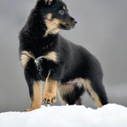 Purple girl - Kukka - Black and tan female Lapponian Herder puppy in Prattsburgh, New York from Maalattu Koirankoppi Lapponian Herders