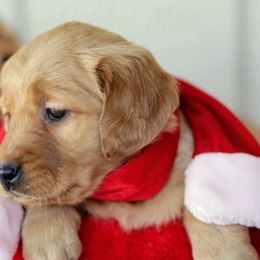 Aussiedoodles, Goldendoodles, and Golden Retrievers from Rosa Goldens & Doodles
