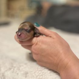 Dachshund Puppies from Monica’s Treasured Dachshunds