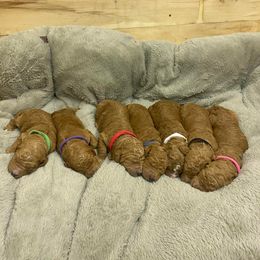 Poodle Puppies from Wolf Standard Poodles