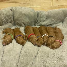 Poodle Puppies from Wolf Standard Poodles