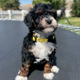 Yellow collar - Phantom female Poodle puppy in Henefer, Utah from Mountain Valley Poodles