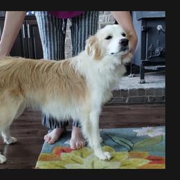 Star - Border Collie