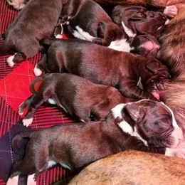Boxer Puppies from Winchester Boxers