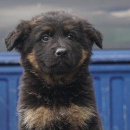 Gretchen - Black and red female German Shepherd puppy in Muldrow, Oklahoma from Reizarf Kennels