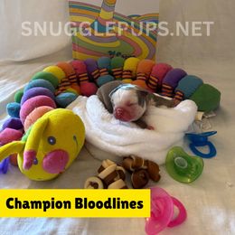 Barnard - Lilac tri-color male Bulldog puppy in Tremonton, Utah from Snuggle Pups