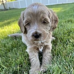 Goldendoodle Puppies from Maple Blossom Doodles