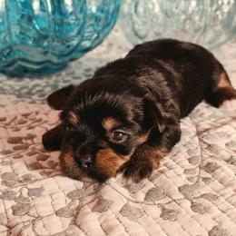 Girl 2 - Black and tan female Yorkshire Terrier puppy in Callahan, Florida from Nikki's Precious Yorkies