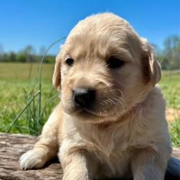 April - Light golden female Golden Retriever puppy in Doniphan, Missouri from Stockford’s Golden Retrievers