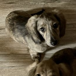 Dachshund Puppies from LovelylilDoxies