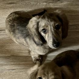Dachshund Puppies from LovelylilDoxies
