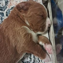 Girl 1 - female Golden Mountain Doodle puppy in Northumberland, Pennsylvania from Light and Life Doodles