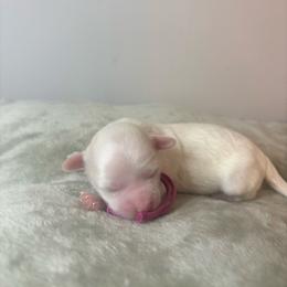 Blossom - White female Maltipoo puppy in Raleigh, North Carolina from Loveable Litters