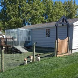 Cavapoos and Cockapoos from Country View Puppies ( License 18816)